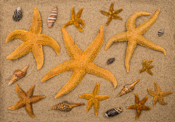 Sea stars and shells against the background of beach sand.