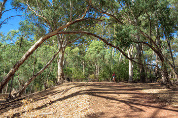 On the Wangara Lookout hike in the Flinders Ranges - Wilpena Pound, SA, Australia