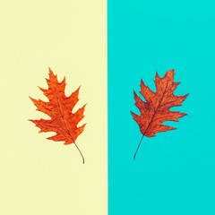 Leaf Autumn season Minimal art design