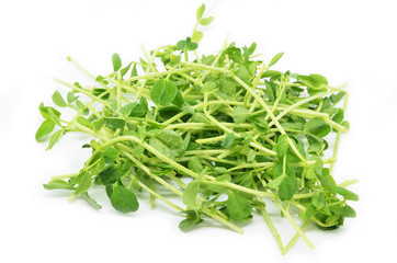 Bunch of pea shoots