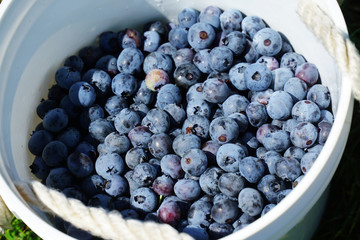 fresh picked blueberry in the container