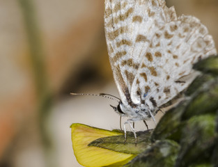 Leptotes cassius butterfly feeding on flower