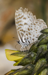 Leptotes cassius butterfly feeding on flower