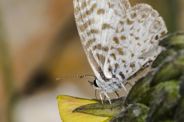 Leptotes cassius butterfly feeding on flower