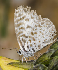 Leptotes cassius butterfly feeding on flower