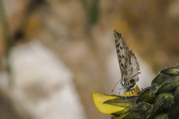 Leptotes cassius butterfly feeding on flower
