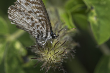 Leptotes cassius butterfly feeding on flower