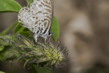 Leptotes cassius butterfly feeding on flower