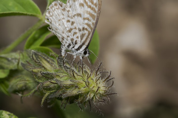 Leptotes cassius butterfly feeding on flower