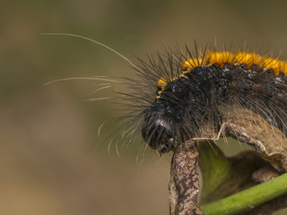 Black and orange stripped caterpillar on a plant branch