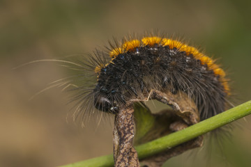 Black and orange stripped caterpillar on a plant branch