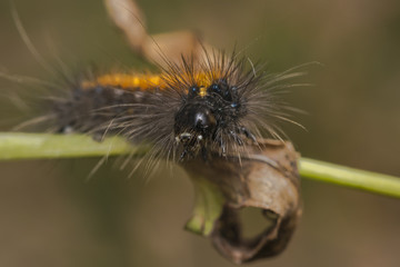 Black and orange stripped caterpillar on a plant branch