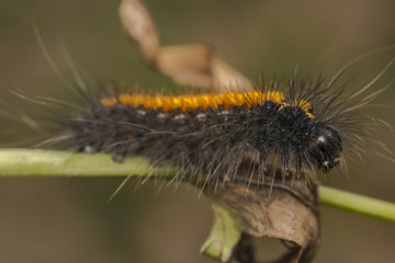 Black and orange stripped caterpillar on a plant branch