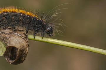 Black and orange stripped caterpillar on a plant branch