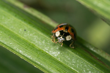 Orange ladybug with black dots wandering on some leaves