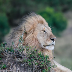 MALE LION