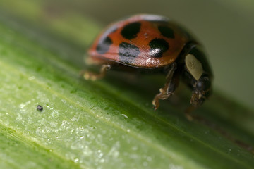 Orange ladybug with black dots wandering on some leaves