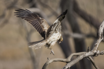 Whistling Kite (Haliastur sphenurus)