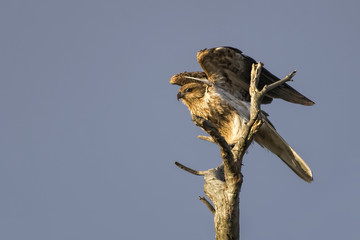 Whistling Kite (Haliastur sphenurus)