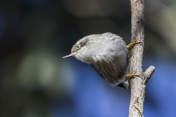 Fototapeta premium Varied Sittella (Daphoenositta chrysoptera)