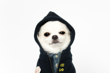 やんちゃなチワワ