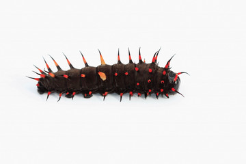 catapillar of a bird wing-butterfly