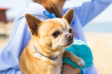 adorable chihuahua dog