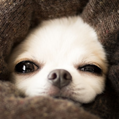 ブランケットに埋まるチワワ © Lienjp