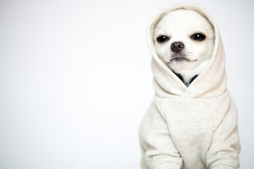 モデル気取りのチワワ