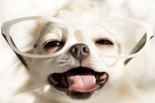 大爆笑 Images Browse 102 Stock Photos Vectors And Video Adobe Stock