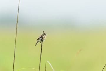 ノビタキ雌(common stonechat)