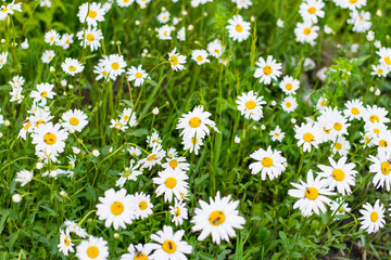 Field of large garden daisy at a sunny day with insect