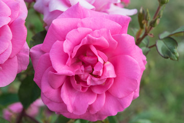 Soft pink rose blooming in a garden