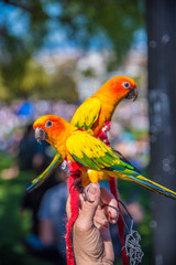 Parrots in San Francisco