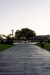 Obraz premium Path to the tree