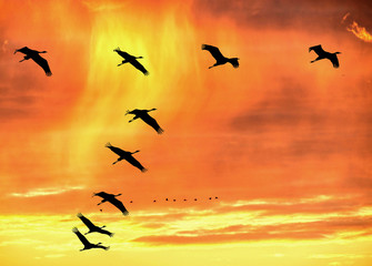 Abendflug der Kraniche bei Zingst