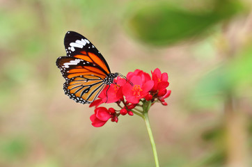 Fototapeta na wymiar butterfly and flower on green background