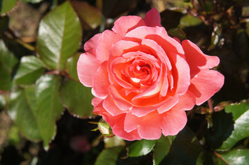 Pink rose flower in garden