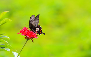 butterfly and flower on green background