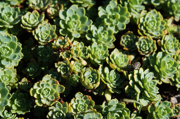 Sedum pachyclados green succulent plant