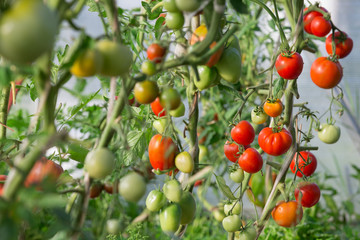 Harvest of fresh organic tomatoes in greenhouse on a sunny day. Picking Tomatoes. Vegetable Growing. Gardening concept