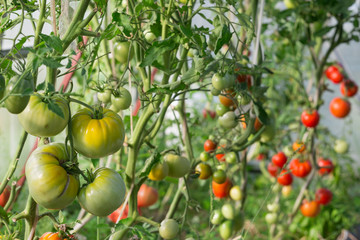 Harvest of fresh organic tomatoes in greenhouse on a sunny day. Picking Tomatoes. Vegetable Growing. Gardening concept