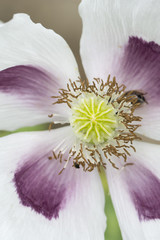 White poppy flower in macro view.