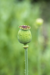 Green macaw on a plant.
