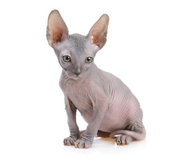 Don Sphynx Cat With Paw Up Wall Mural Wallpaper Murals Wallsheaven Alexey Kuznetsov