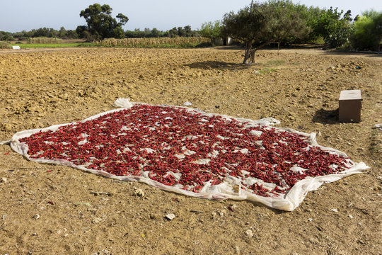 dry red chili peppers on a field in Kelibia, Tunisia