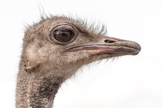 A close-up of an ostrich. The largest flightless bird.