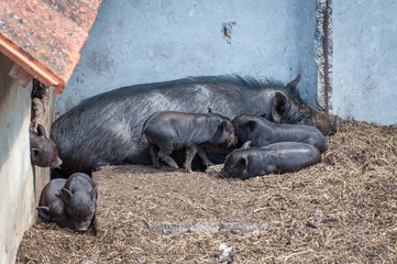 The big black sow with its little piglets.