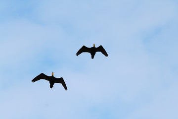 Pair of black ducks flying in blue sky