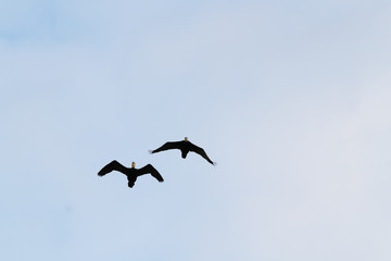 Pair of black ducks flying in blue sky